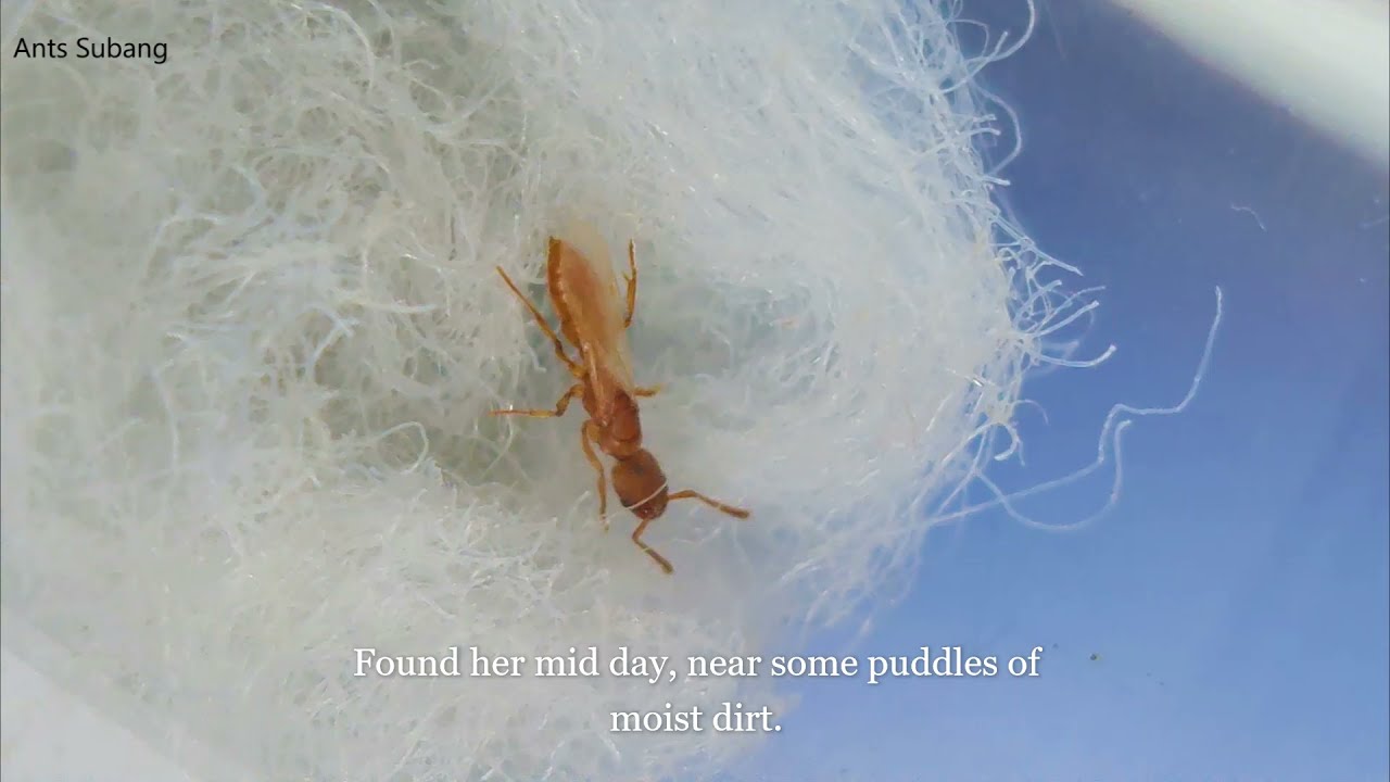 HELP! Any Idea, what ant species this is? (SOLVED)