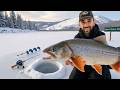 PÊCHE SUR LA GLACE à -15°C : un poisson EXPLOSE mon leurre à la surface!!