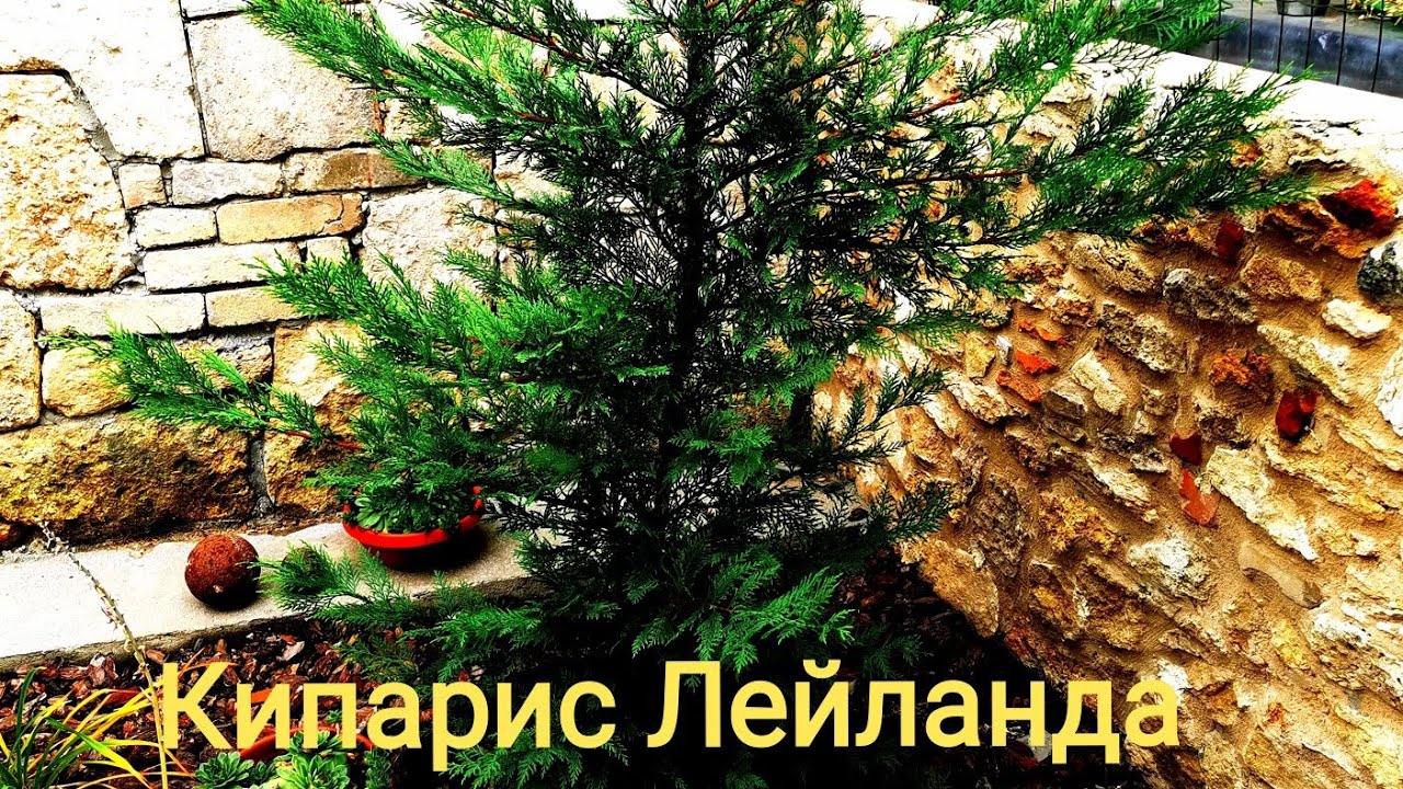 Кипарисовик Лейланда --самый 