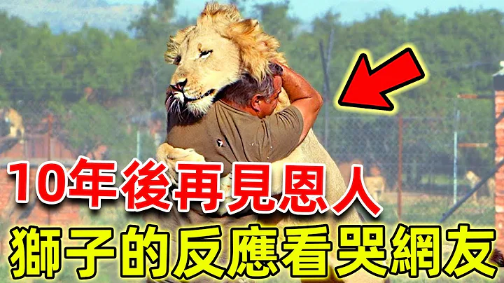 男子拯救馬戲團受虐小獅子，10年後再見恩人，獅子的反應看哭無數網友！ |#感動點擊 #動物救援 #動物報恩 #暖心 #正能量 #獅子報恩 - 天天要聞