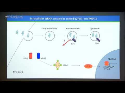 Video: RNA-interferens Mot Polo-liknande Kinas-1 I Avancerade Lungcancer Från Små Celler