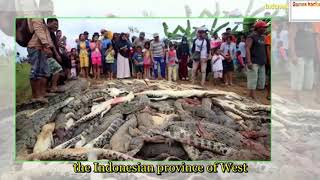 News - Indonesia Mob Kills Nearly 300 Crocodiles