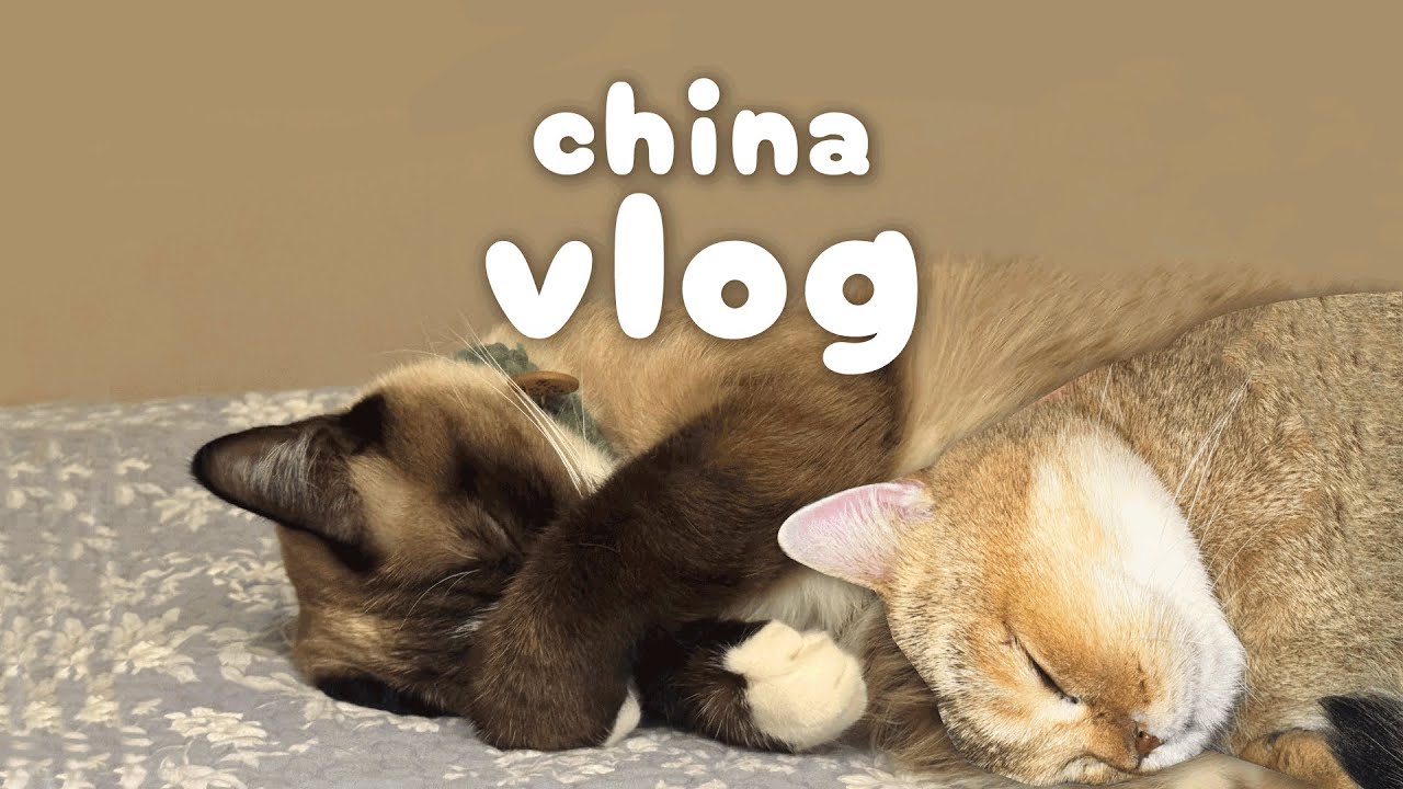 중국 vlog 🇨🇳 중국 동물병원 후기! 고양이 예방접종 백신·중성화 수술 가격·칭다오 일상