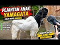 HARGA INDUKAN BETINA KAMBING ETAWA KALIGESING DAN PEJANTAN BERKRANDAH TERBARU