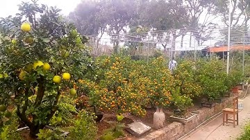 Bưởi cảnh, bười ghép, quất cảnh, quất thế, quất lùn, quất chum Tết kỷ hợi 2019