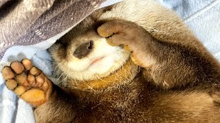 Do you know where an otter's belly button is? [Otter life Day 425]【Otter Aty & Mr.Cat】
