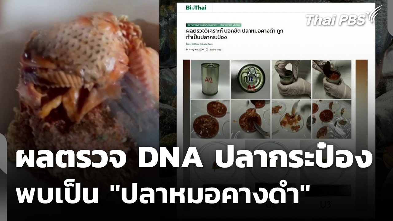 ผลตรวจ DNA ปลากระป๋องพบเป็น "ปลาหมอคางดำ" | วันใหม่ ไทยพีบีเอส  | 15 ก.ค. 69