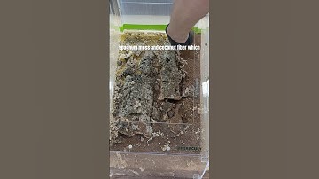 How to Make an Easy Gorilla Glue Background for Reptiles & Amphibians #bioactivevivarium #tutorial