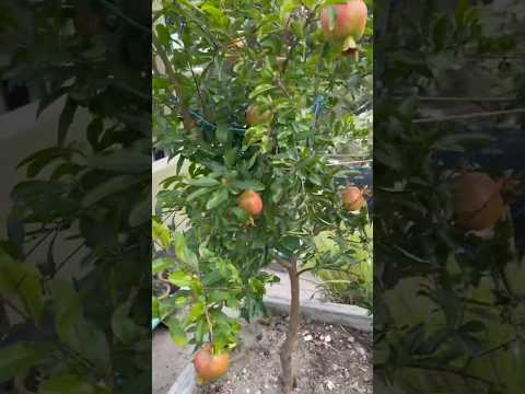 ।। 🍥🍑গাছে ফল না এলে এই ভিডিওটি দেখুন।। #vairalvideo 🤗#sabscribe