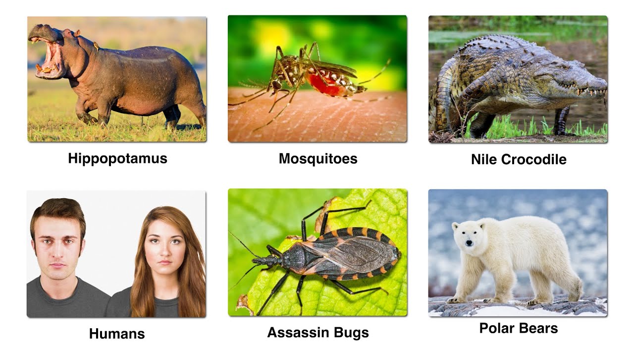 Every Extremely Violent Animal Explained
