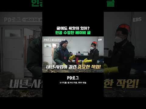 애지중지 키우는 새끼 굴🐚 <strong>쑥</strong> <strong>쑥</strong> 자라서 돈 많이 벌어와~ #pd로그 #선공개 #굴