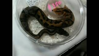 NARBC TX reptile expo 2017