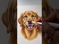Stunning Golden Retriever Dog Coloring | Satisfying Marker Art Process #shorts #dog