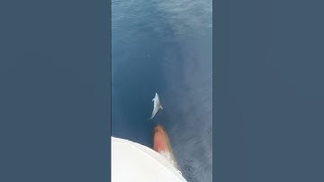 OMG cá heo bơi trước mũi tàu