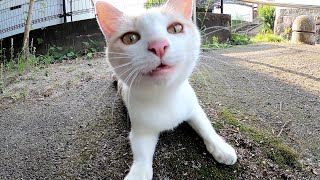 ミルクティーのような猫が公園の出口で「帰らないで！」と訴えてきた