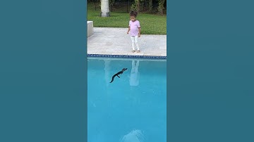 ALLIGATOR IN OUR POOL!🐊  #shorts