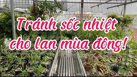 Tránh sốc nhiệt cho lan phi điệp mùa đông | Kinh nghiệm chăm lan mùa lạnh
