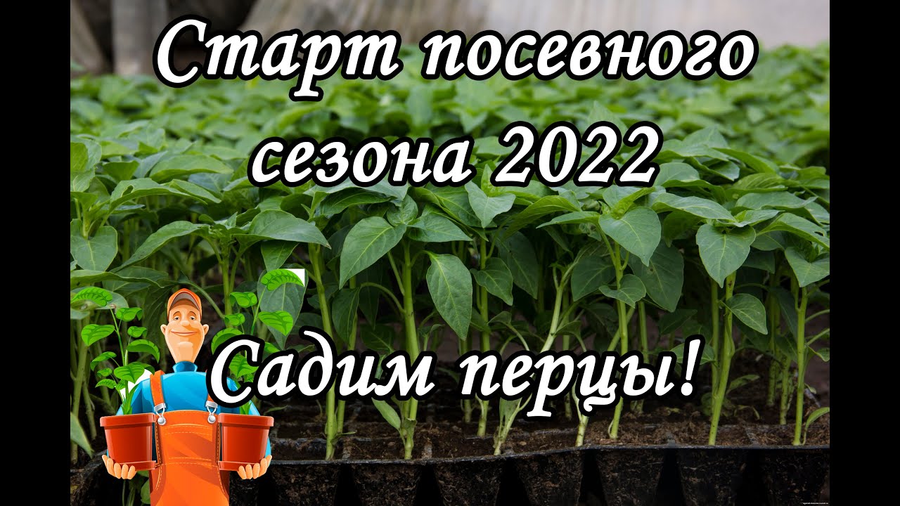 Урожайный огород перец. Сроки посадки перца в 2022. Посев перца с Татьяной. Посадка перца на рассаду в 2022 в феврале. Сажаем помидоры на рассаду в марте 2022г.