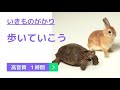 【高音質1時間】いきものがかり 歩いていこう