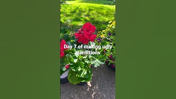 Day 7 of making ugly transitions #cool #viral #shorts