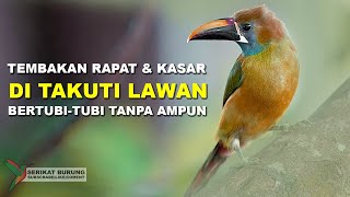 DI TAKUTI LAWAN | Tembakan Rapat dan Kasar Bertubi-Tubi Tanpa Ampun Untuk Masteran Burung Lomba