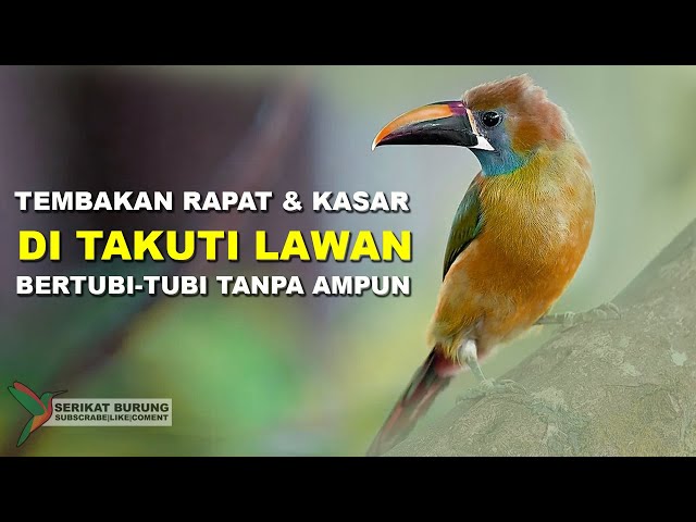 DI TAKUTI LAWAN | Tembakan Rapat dan Kasar Bertubi-Tubi Tanpa Ampun Untuk Masteran Burung Lomba class=