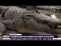Florida wildlife officials say more suspects tied to illegal alligator killings
