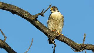 Peregrine Falcon with music by Robben Ford