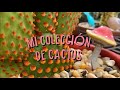 Mi Colección de Cactus