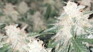 Day 82 - Wedding Cake Auto by Barney's Farms -1st Time - 2x2x3 Mini Tent Grow