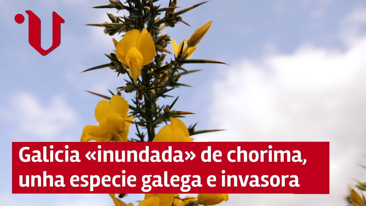 Galicia «inundada» de chorima | Unha especie moi de Galicia e tamén invasora