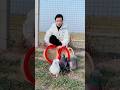 🥚🐦 Best Meat Pigeon Breed! Giant Yuanbao Pigeons 💰🔥 #pigeon #birds #shorts