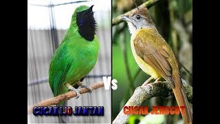 Cucak Ijo Vs Cucak Jenggot pas buat masteran