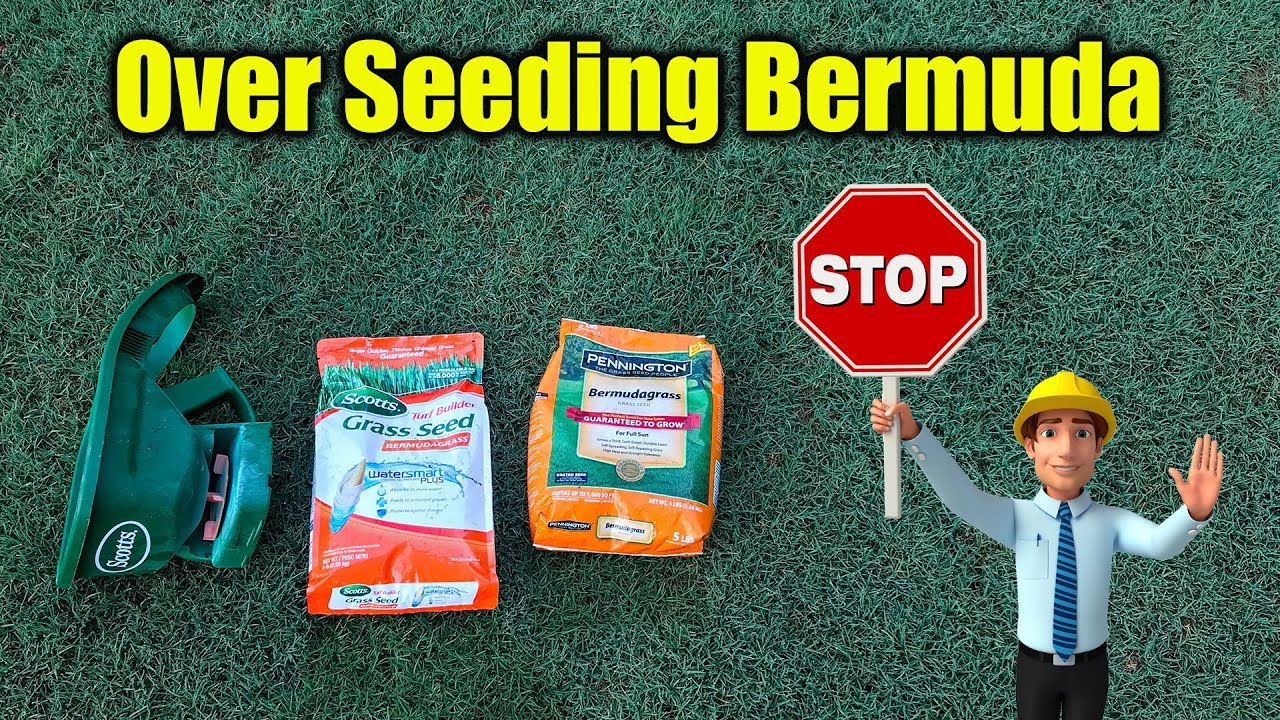 Overseed Bermuda Lawn - Why You Should Not - YouTube