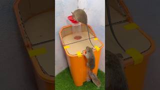 Mouse trap / mẹo tạo bẫy chuột tốt nhất thế giới #rat #pets