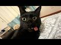 BAD LUCK? Funny Black Cat Falling Fails 2026 | Funniest Cat Video