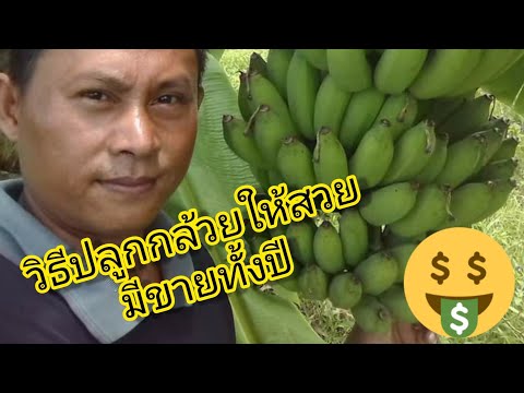 วีดีโอ: ปลูกกล้วยในโซน 9 ได้ไหม: เคล็ดลับในการปลูกกล้วยในสวนโซน 9