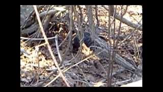 Wild Turkey Hen Nesting
