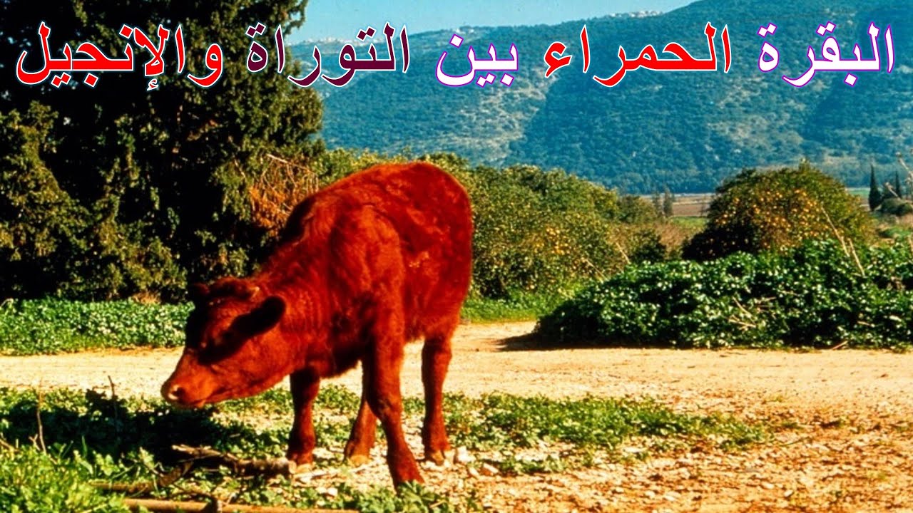 البقرة الحمراء بين التوراة والإنجيل | الأخ وحيد برنامج الدليل: الحلقة 711
