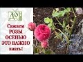 Как ПРАВИЛЬНО посадить РОЗЫ под зиму (осенью) + результаты эксперимента с окоренением ветки