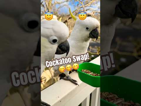 هذه الحيلة التي يقوم بها الكوكاتو أثناء الأكل ستذهلك ببغاء طيور إطعام