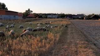Выпас овец с помощью собаки помощника, бордер колли. Защита огорода от овец Выпас овец с помощью собаки помощника, бордер колли. Защита огорода от овец