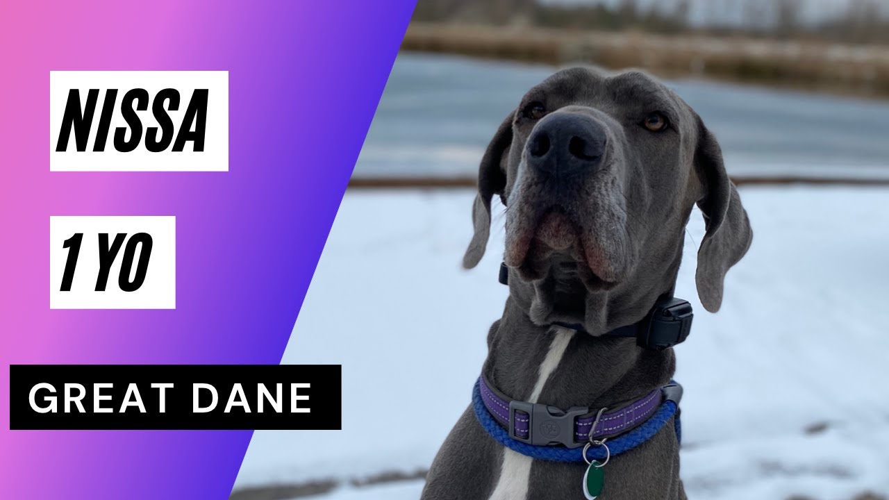 Nissa | 1 Year Old Great Dane | Obedience Training | Big Dog Training | 14 Day Transformation