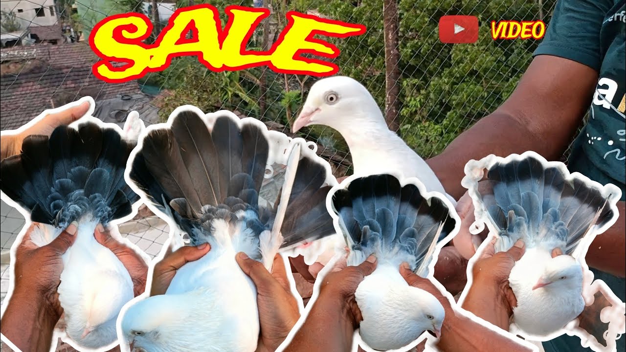 শফিকুল ভাইয়ের বাড়ি কিছু কালদুম পায়রা সেল আর কিছু শখের জন্য