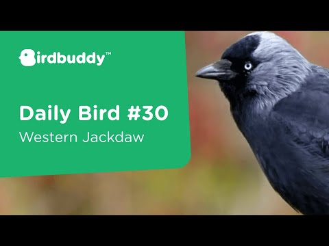 Rook - Bird Factfile