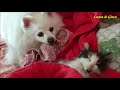 My German Spitz (Klein) Sees A Kitten For The First Time.....Her Reaction Was Unexpected!
