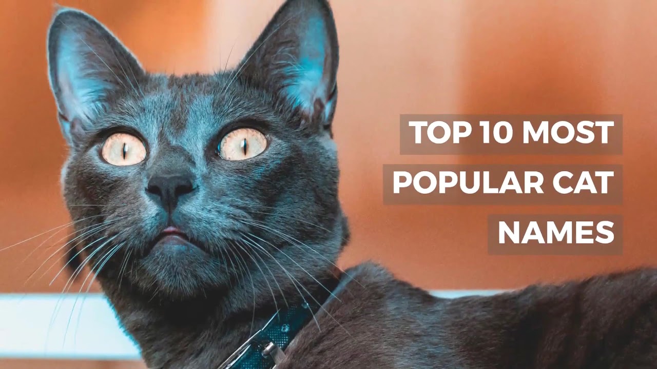 TOP 10 MOST POPULAR CAT NAMES YouTube