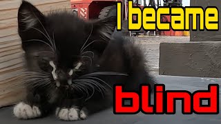 The 20 Days Old Kitten Become Blind Due to Infections and Calling its Mother | Animals Rescue|