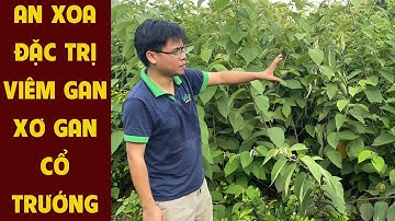 Cây An Xoa: Chuyên Trị Về Bệnh Gan – 1 Góc Vườn An Xoa Tươi Tốt 0976 836 586