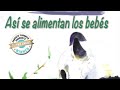 Book trailer for the childrens book babies nurse  as se alimentan los bebs by phoebe fox